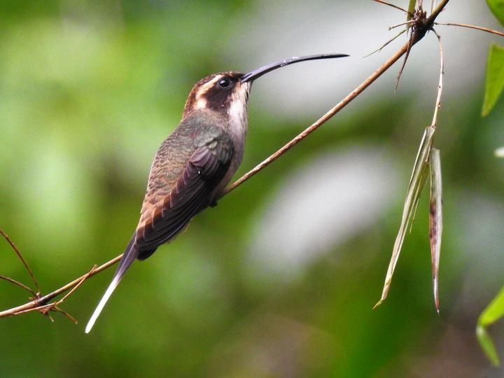Scale-throated Hermit