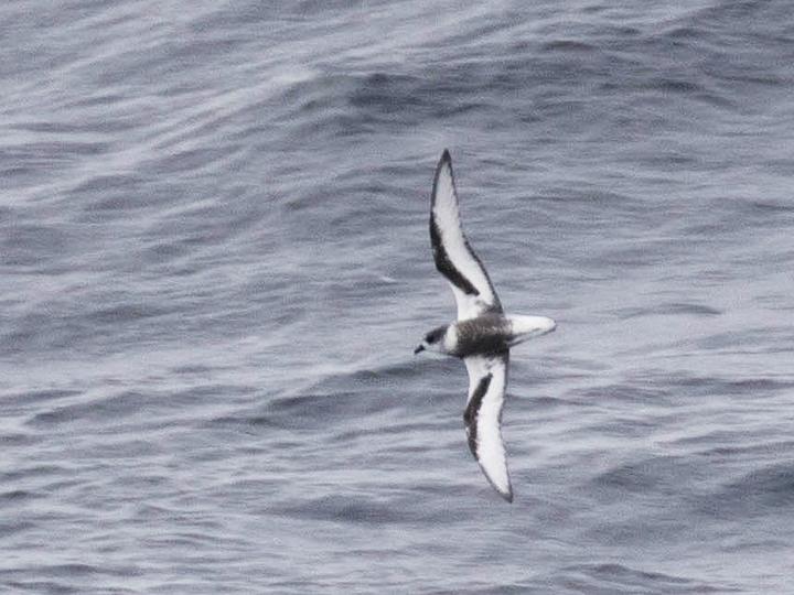 鳞斑圆尾鹱