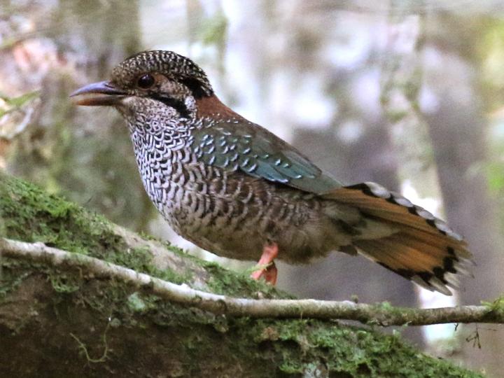 Scaly Ground Roller