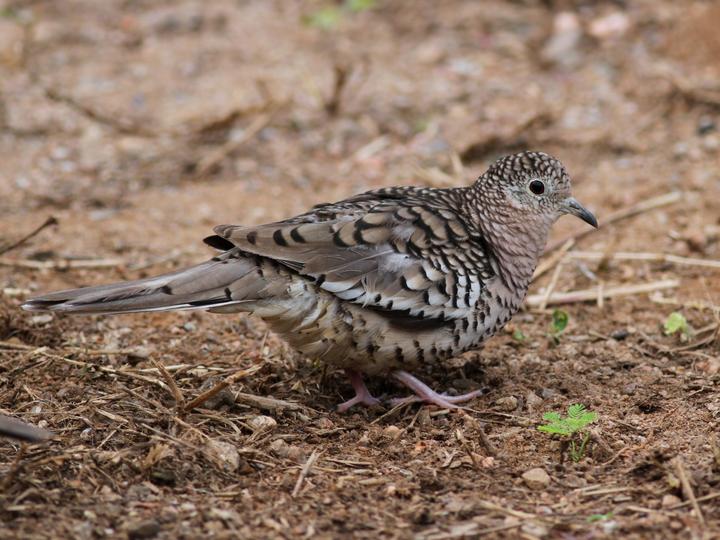 Scaled Dove