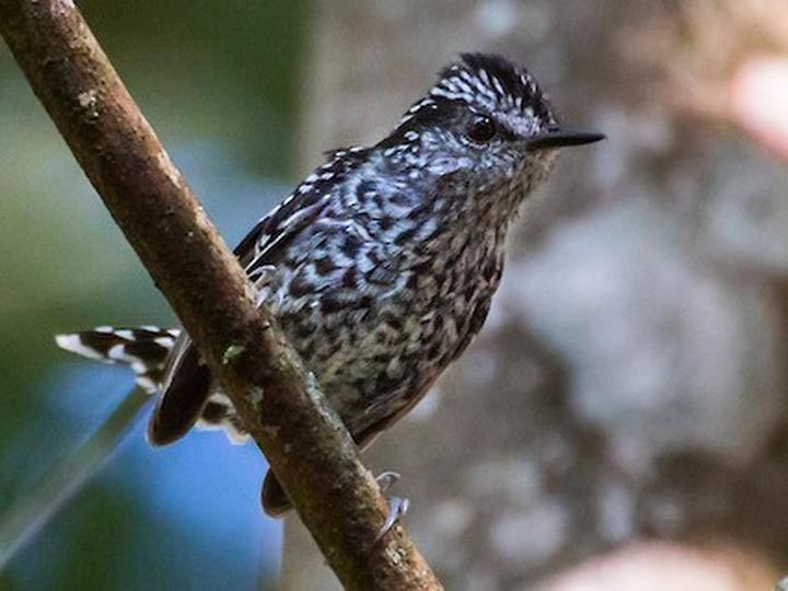 Scaled Antbird