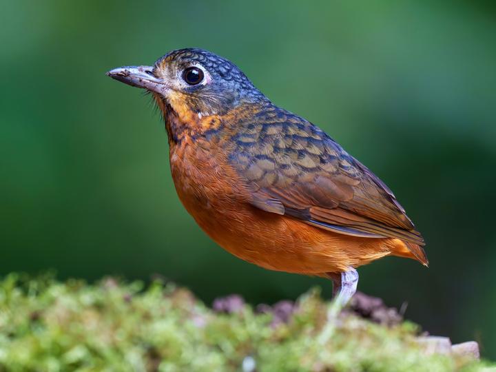 Scaled Antpitta