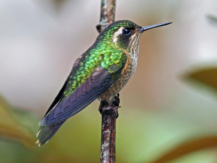 Speckled Hummingbird