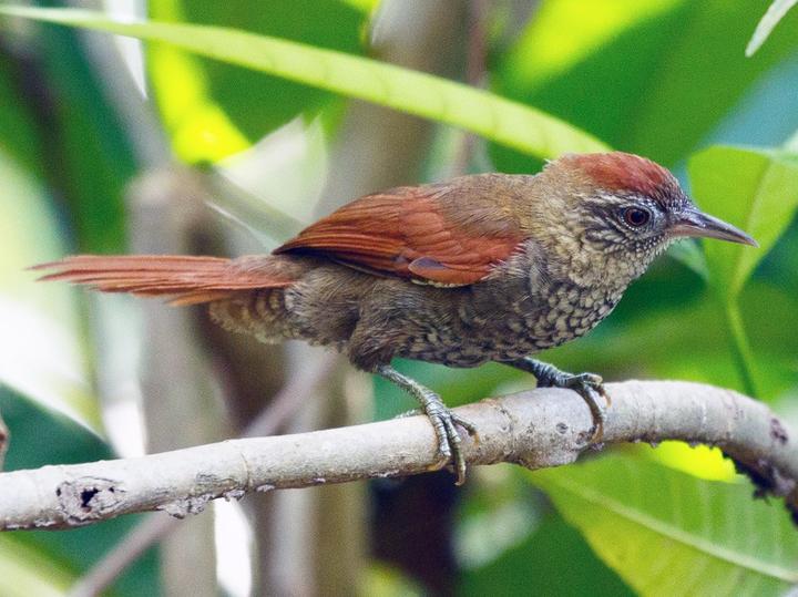 Scaled Spinetail
