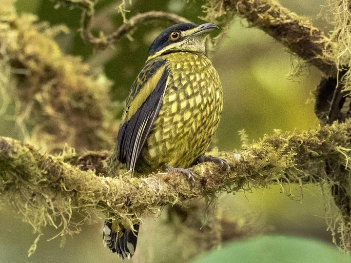Scaled Fruiteater