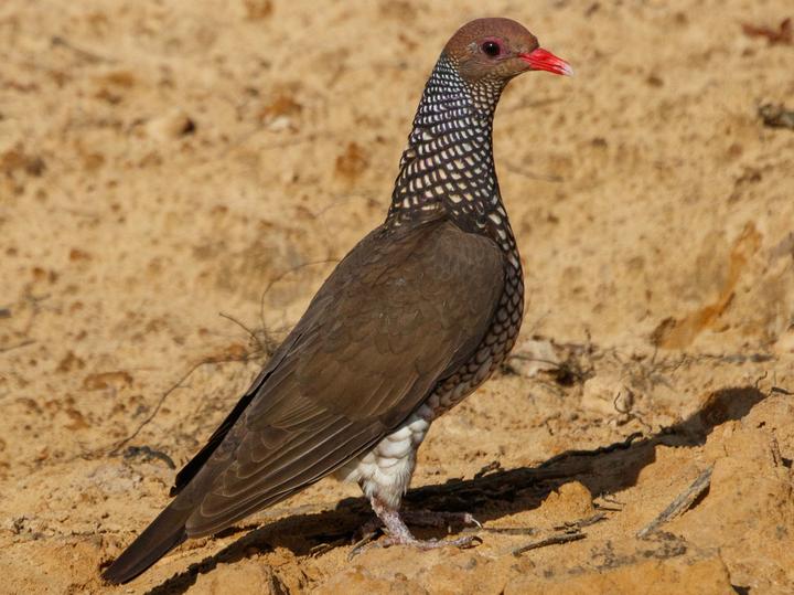 Scaled Pigeon