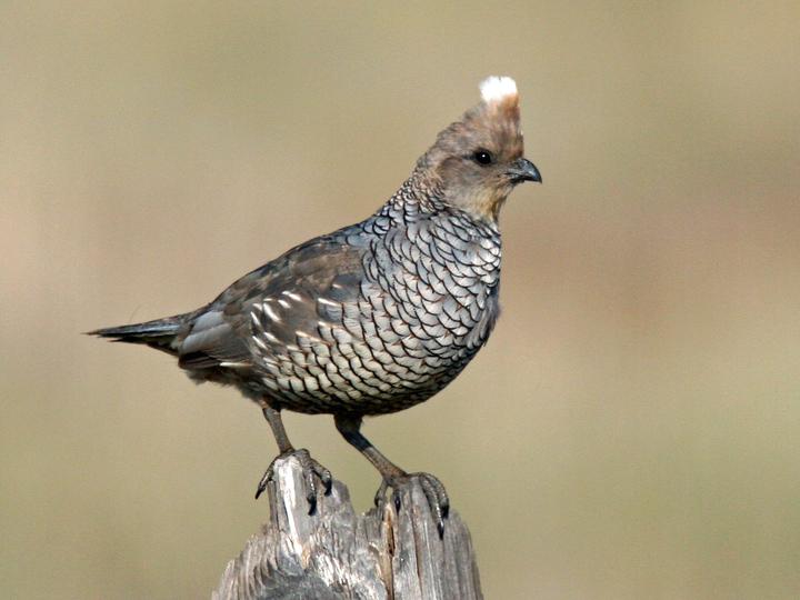 Scaled Quail