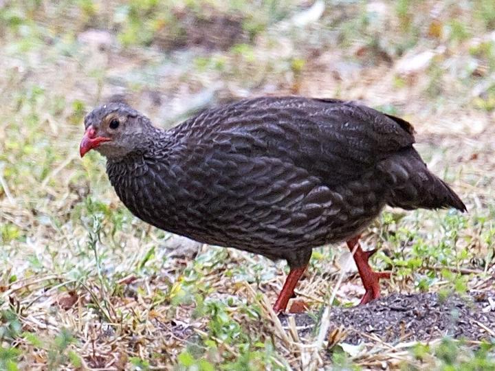 Scaly Spurfowl