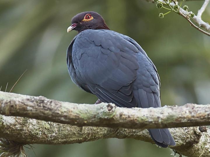 Scaly-naped Pigeon
