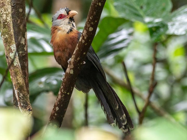Scale-feathered Malkoha