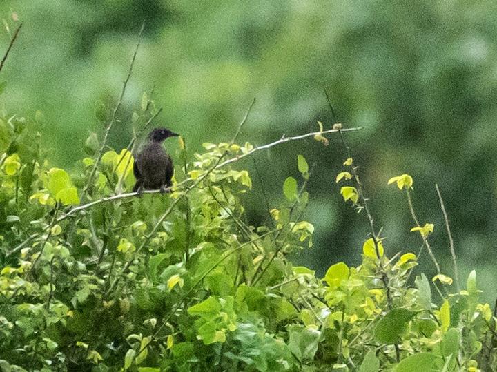 Scaly Babbler