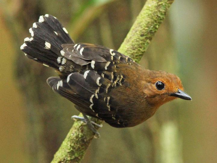 Common Scale-backed Antbird