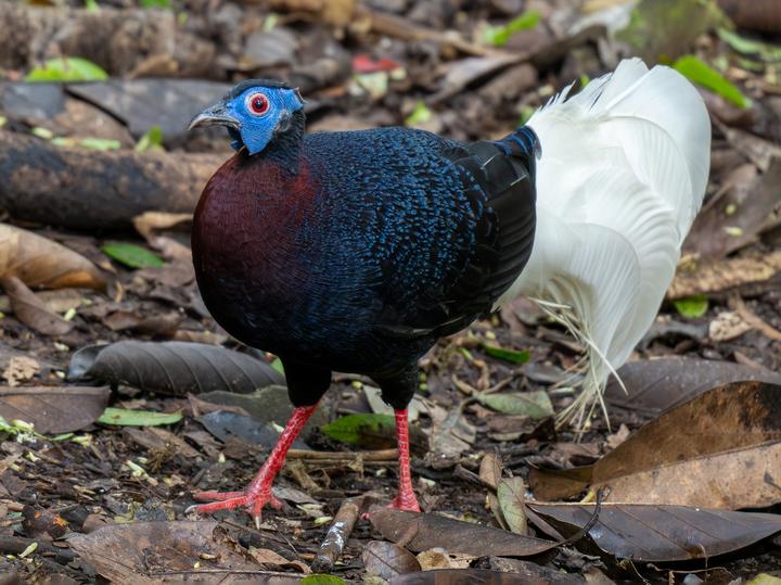Bulwer's Pheasant