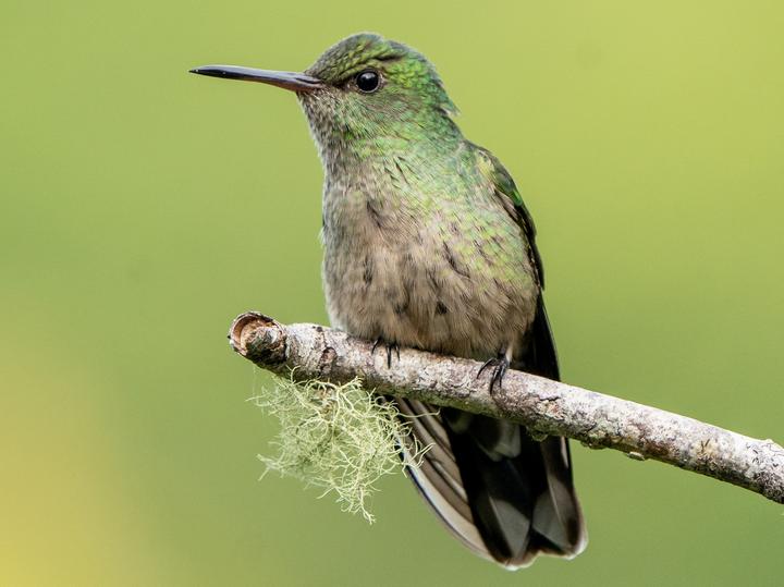 Scaly-breasted Hummingbird