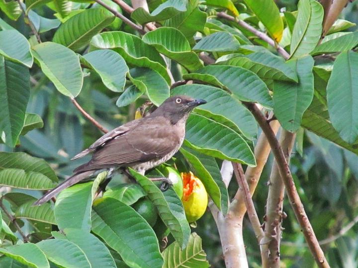 Scaly-breasted Thrasher