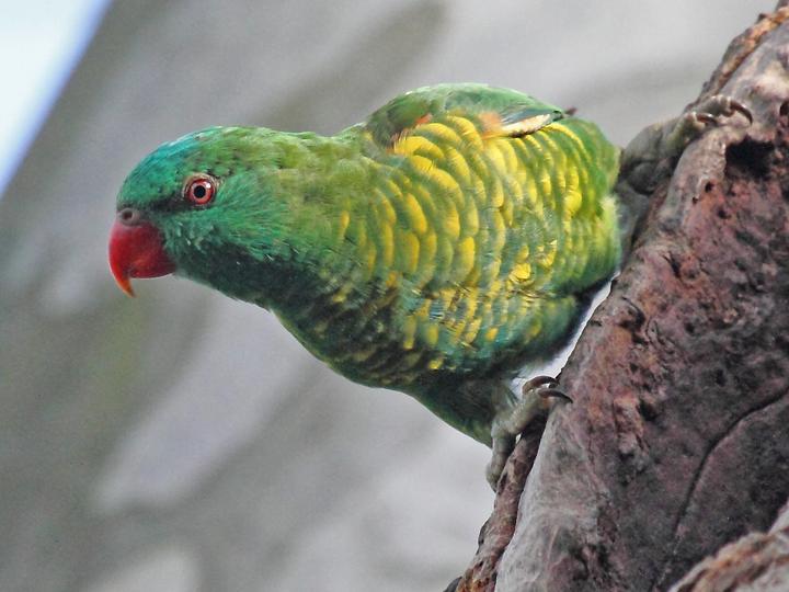鳞胸鹦鹉