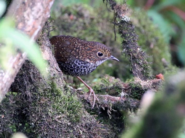 Scaly-breasted Cupwing