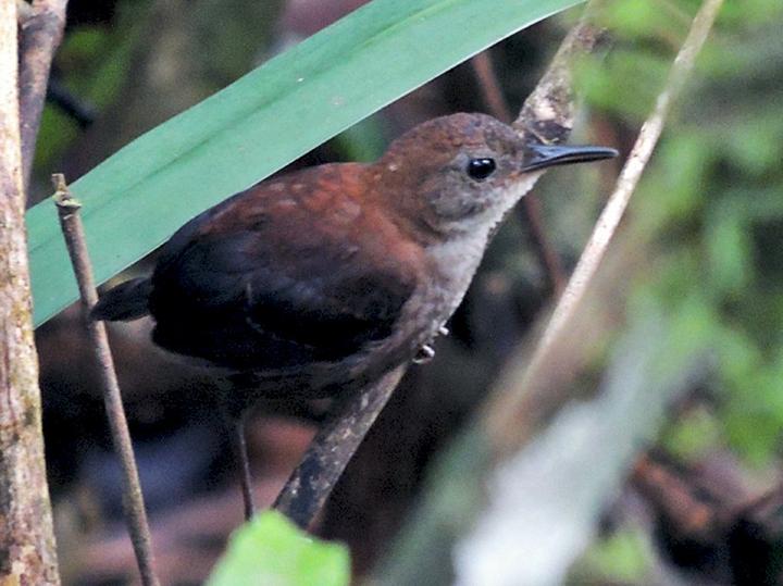 Southern Nightingale-Wren