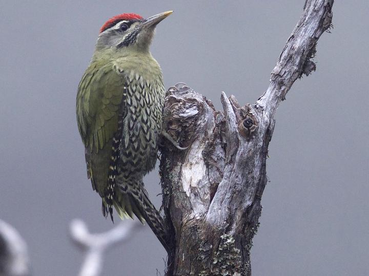 Scaly-bellied Woodpecker