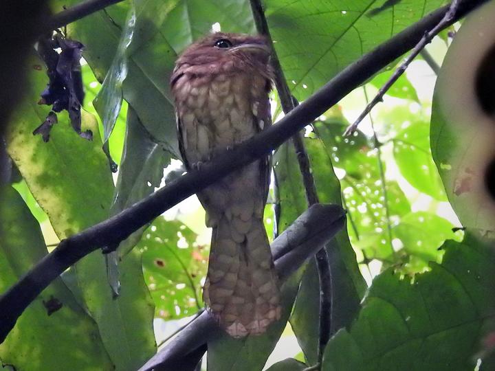 Gould's Frogmouth