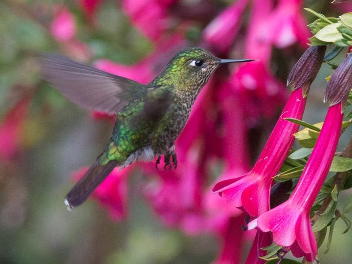 Scaled Metaltail