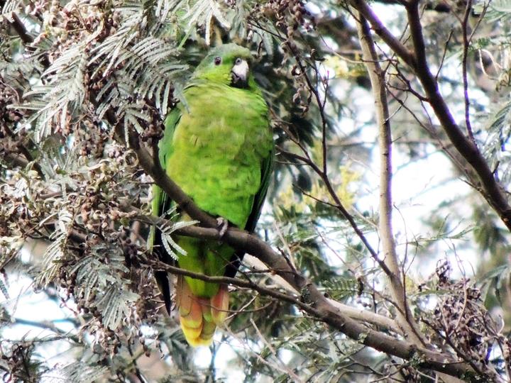 Scaly-naped Amazon