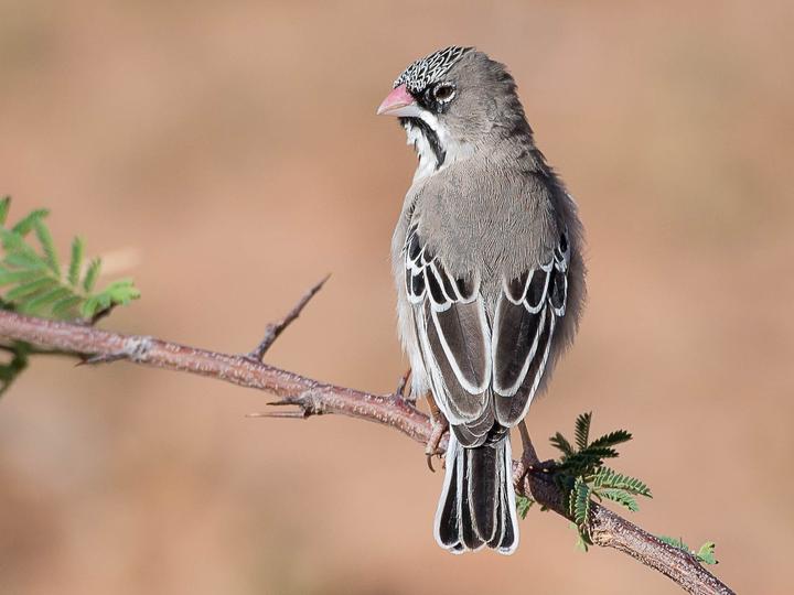 Scaly-feathered Weaver
