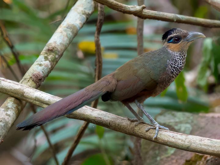 Scaled Ground Cuckoo