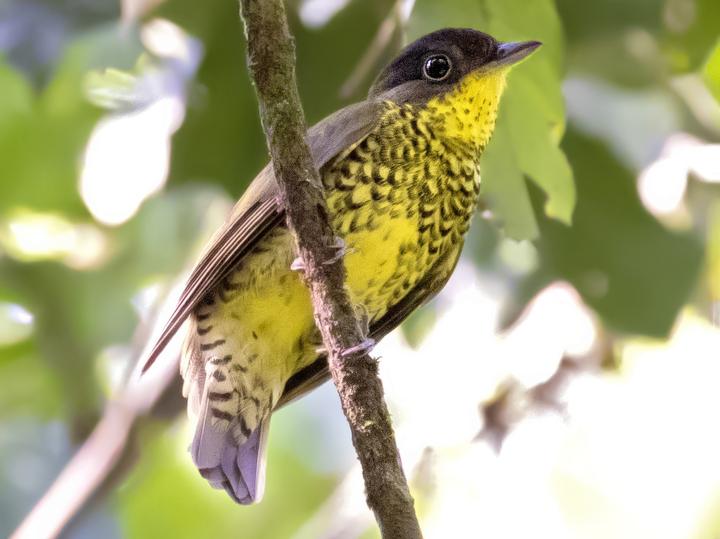 Brazilian Laniisoma