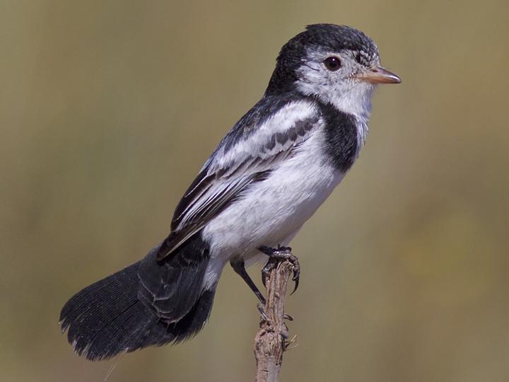 Cock-tailed Tyrant