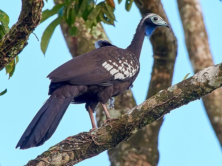 Trinidad Piping Guan