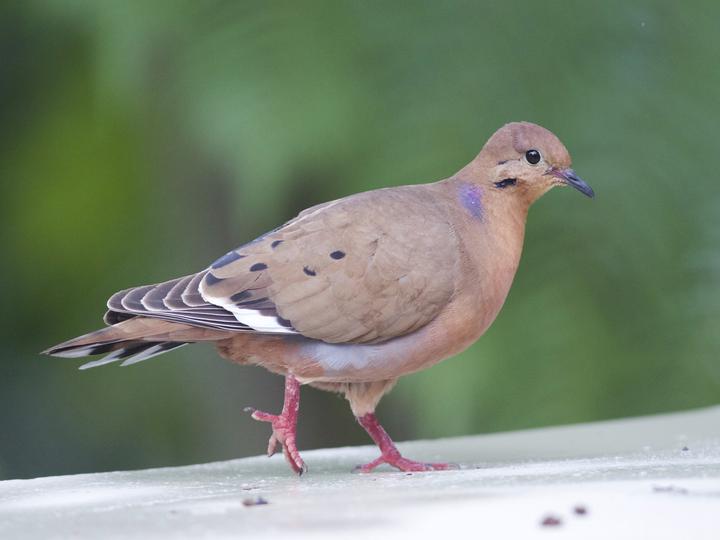 Zenaida Dove