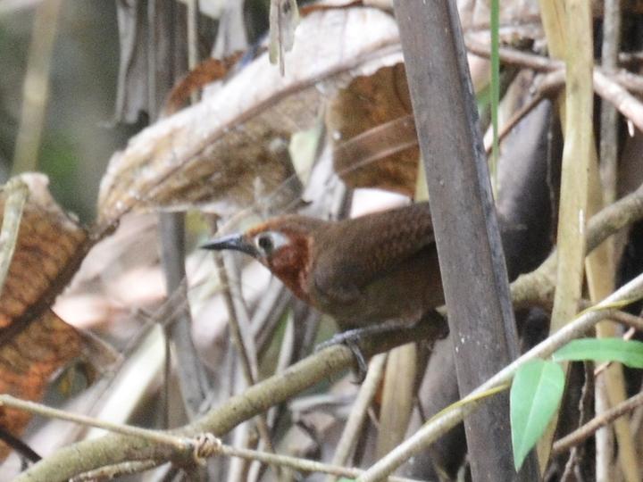 Song Wren