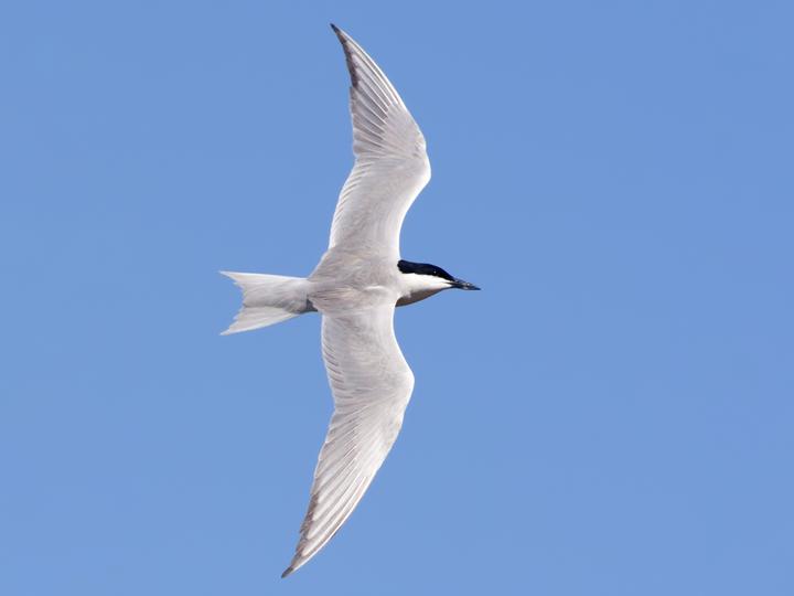 Gull-billed Tern