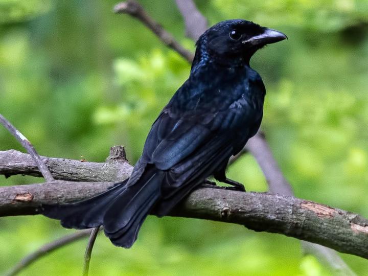 Crow-billed Drongo