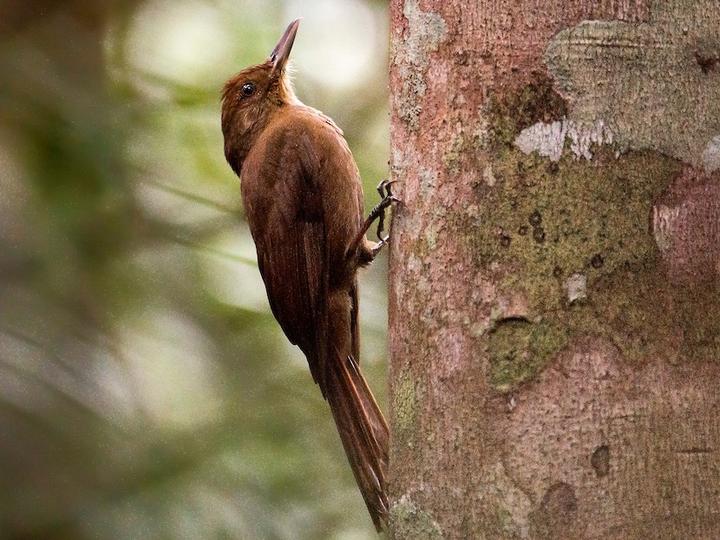 Plain-winged Woodcreeper