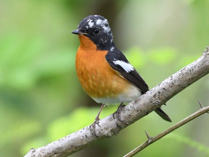 Mugimaki Flycatcher