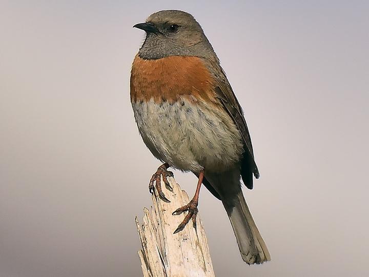 Robin Accentor