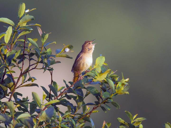 Savi's Warbler