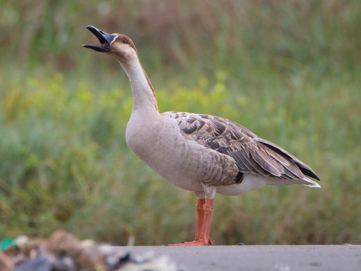 Swan Goose