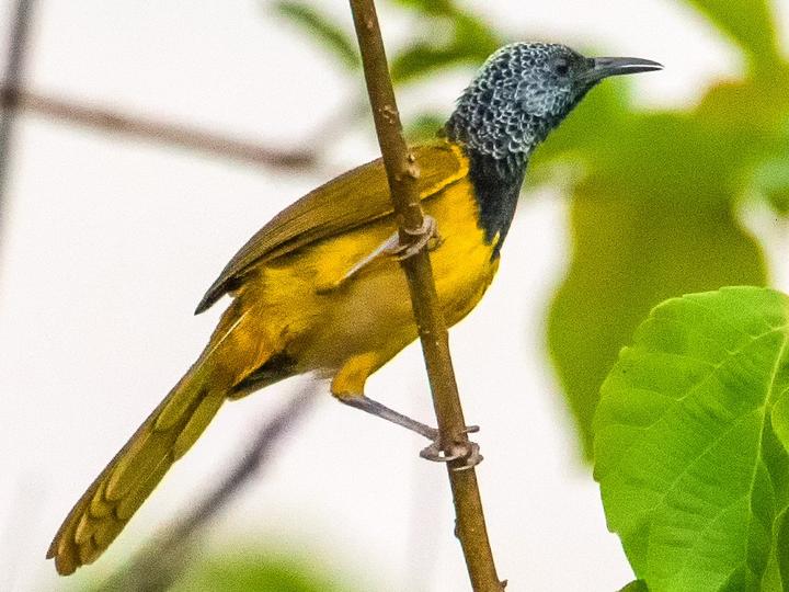 Oriole Warbler