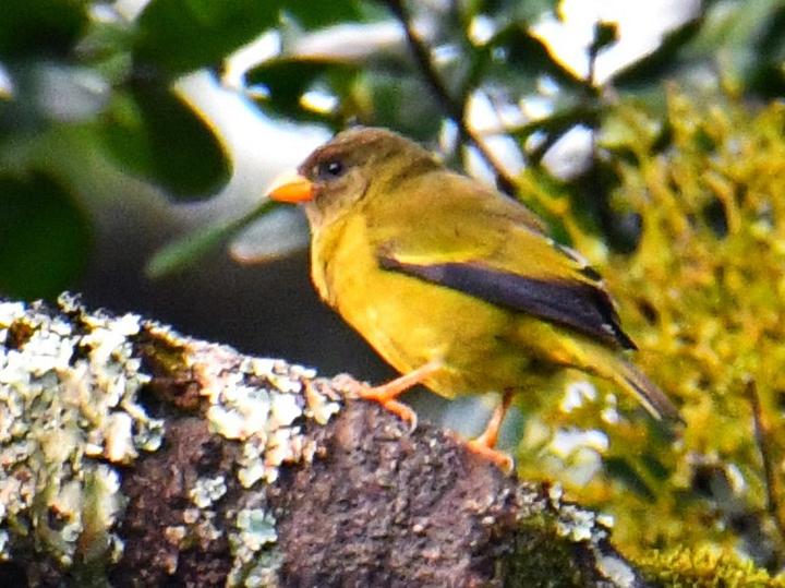 Oriole Finch