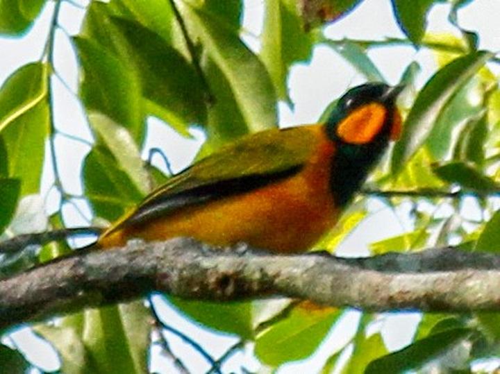 Eastern Wattled Cuckooshrike