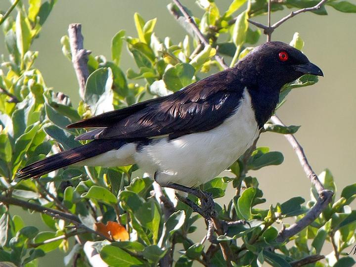 Magpie Starling