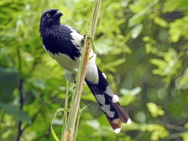 Magpie Tanager