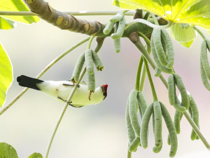 Araripe Manakin