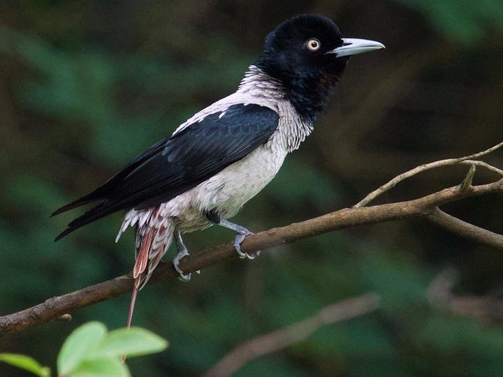 Silver Oriole
