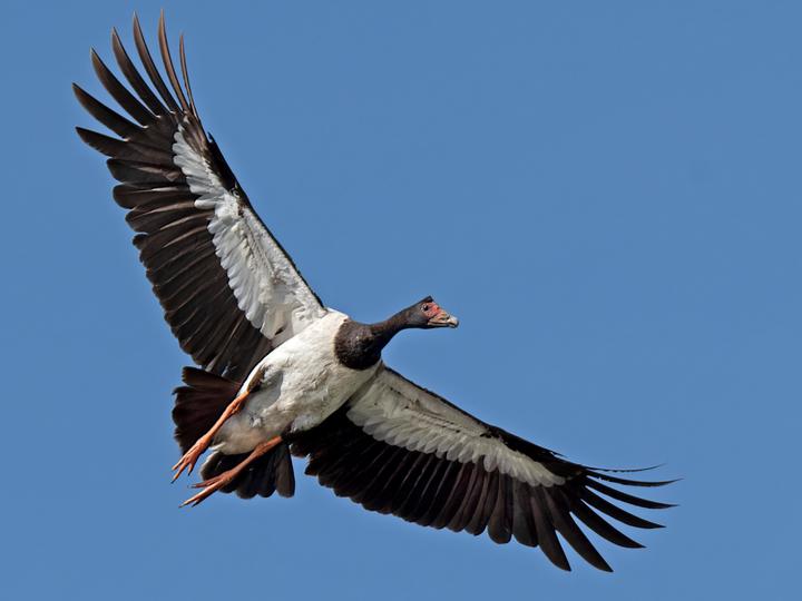 Magpie Goose