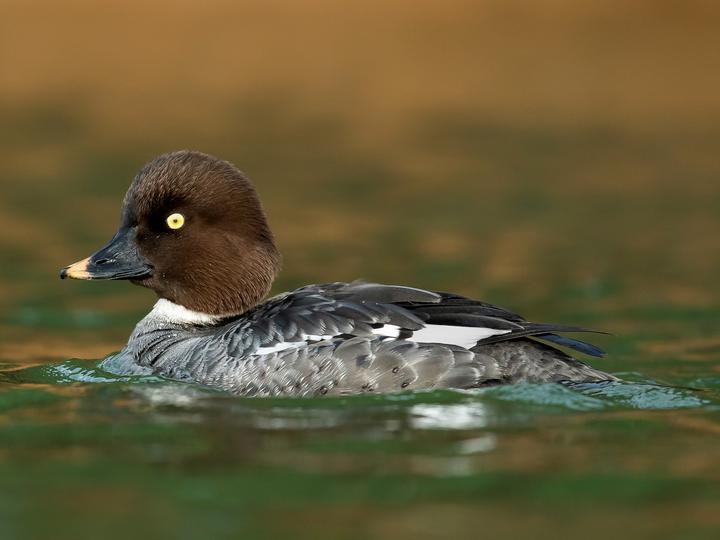 Common Goldeneye