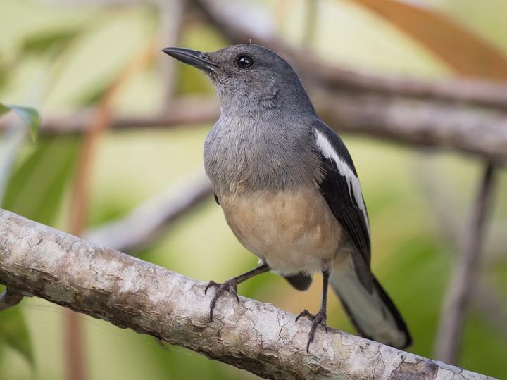 Oriental Magpie-Robin